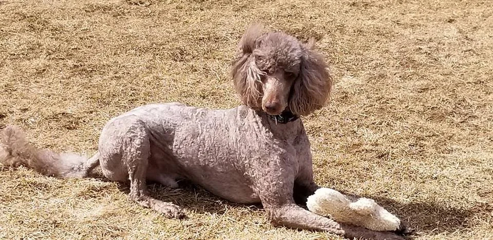 Cooper from "C" litter he is a Therapy dog