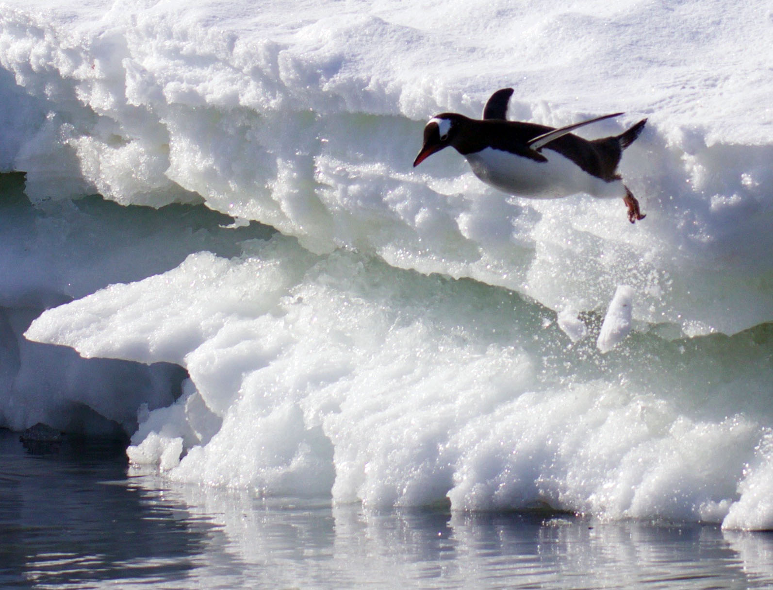 Who says penguins can't fly?