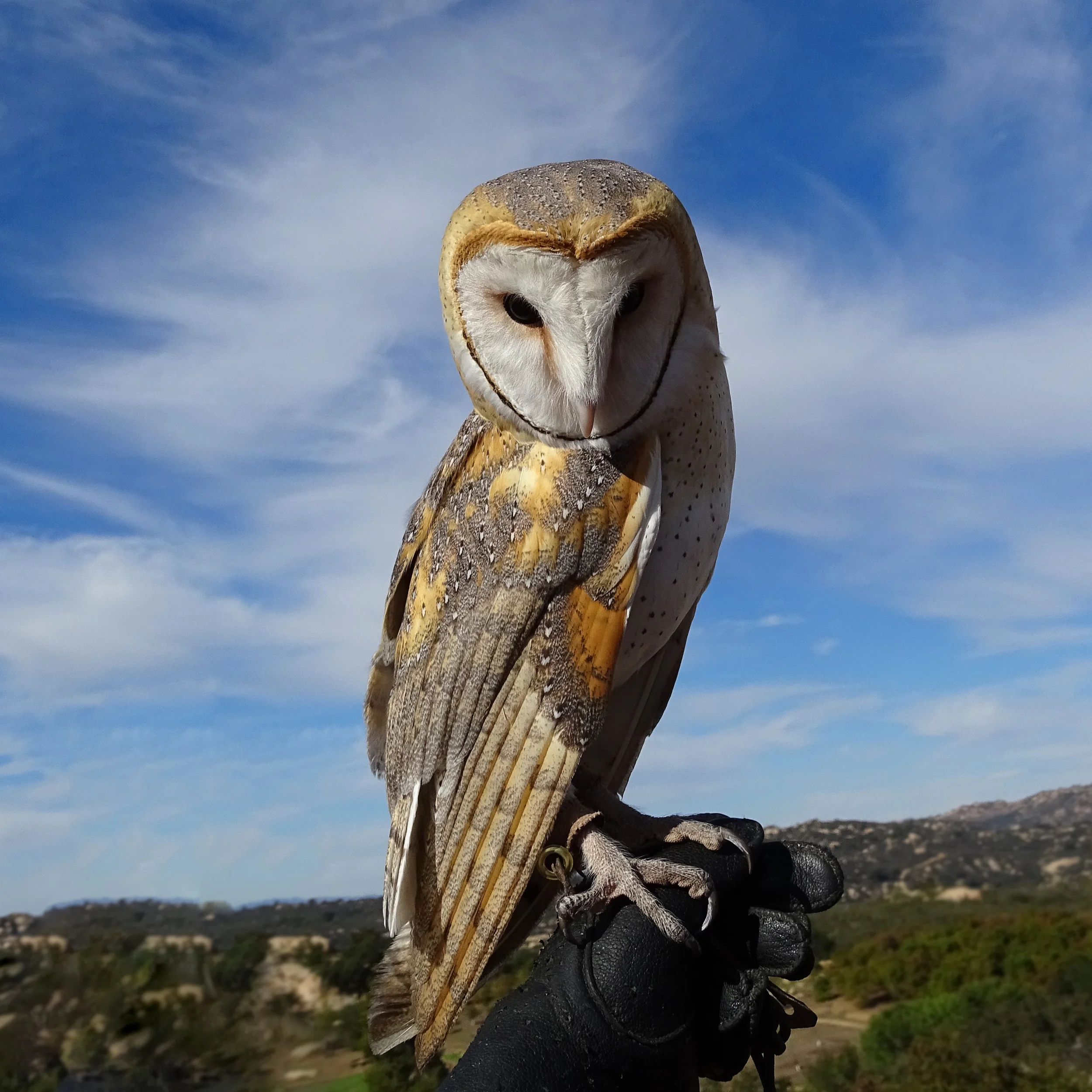 Beatrix, a Barn Owl