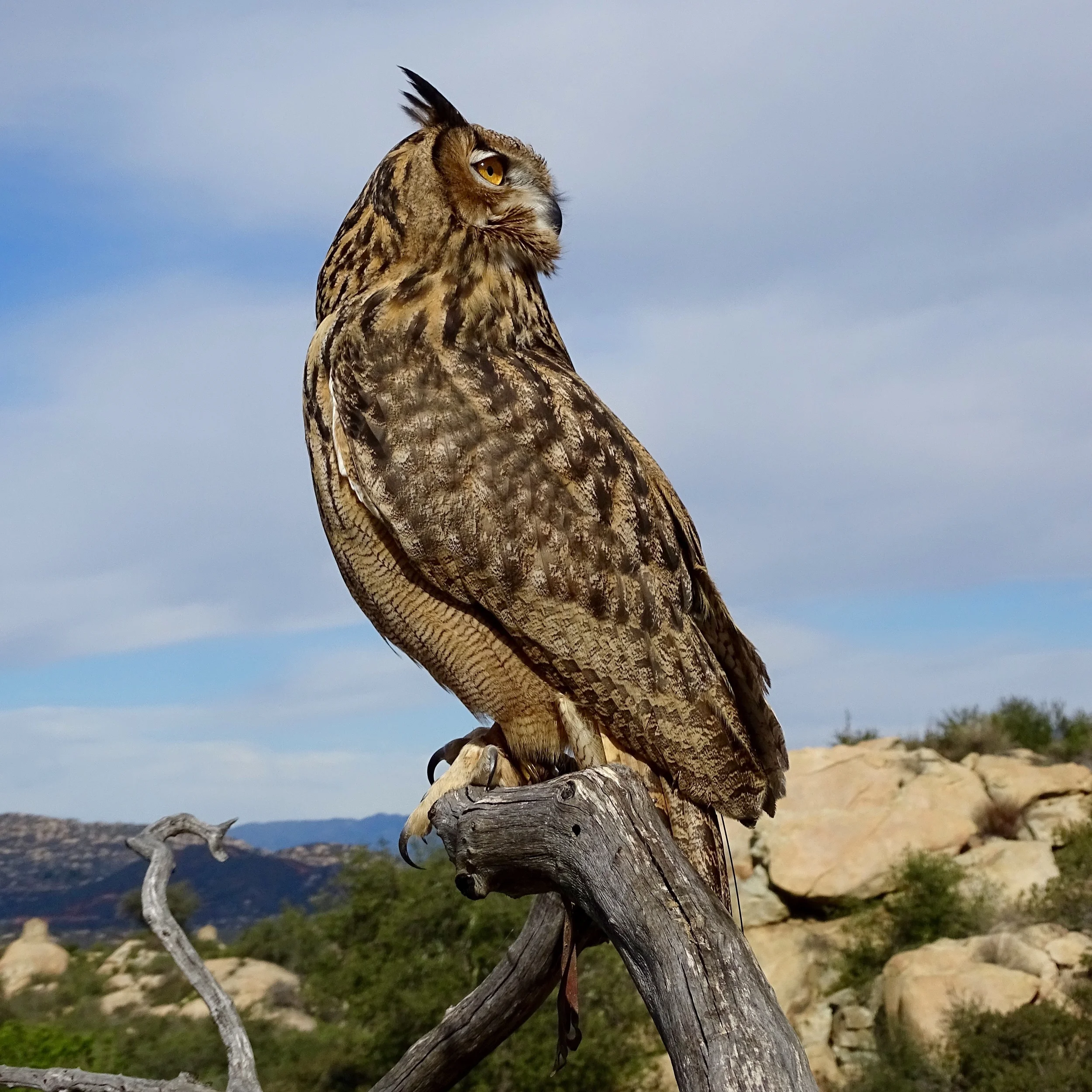 Guinness, a Eurasion Eagle Owl