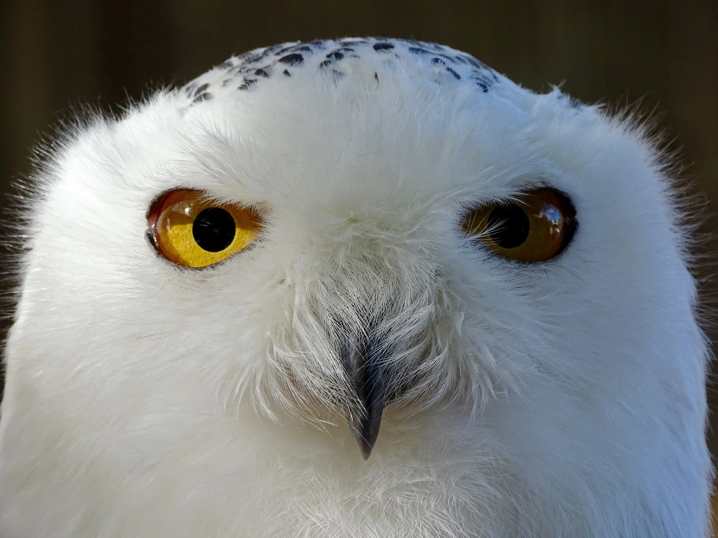 Mary Mouse, a Snowy Owl