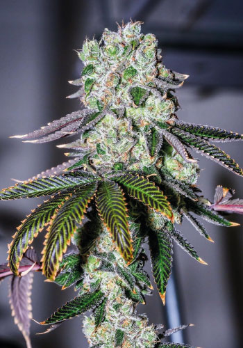 Wedding Cake - C4 - Jane