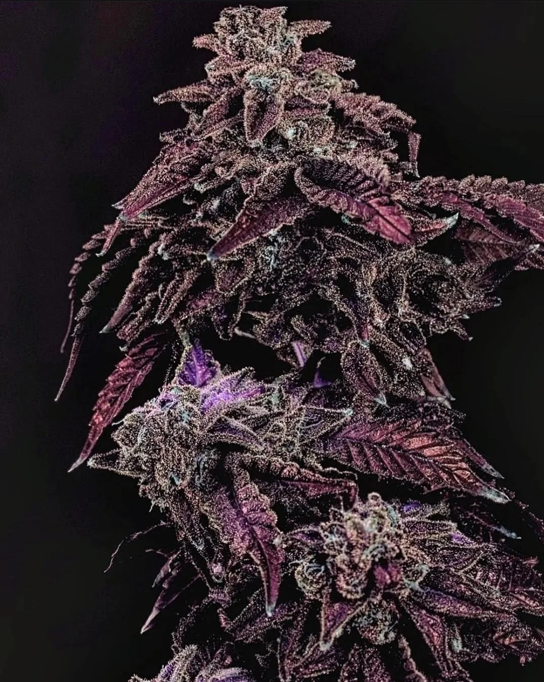 Ice Cream Runtz Clone — further Lab