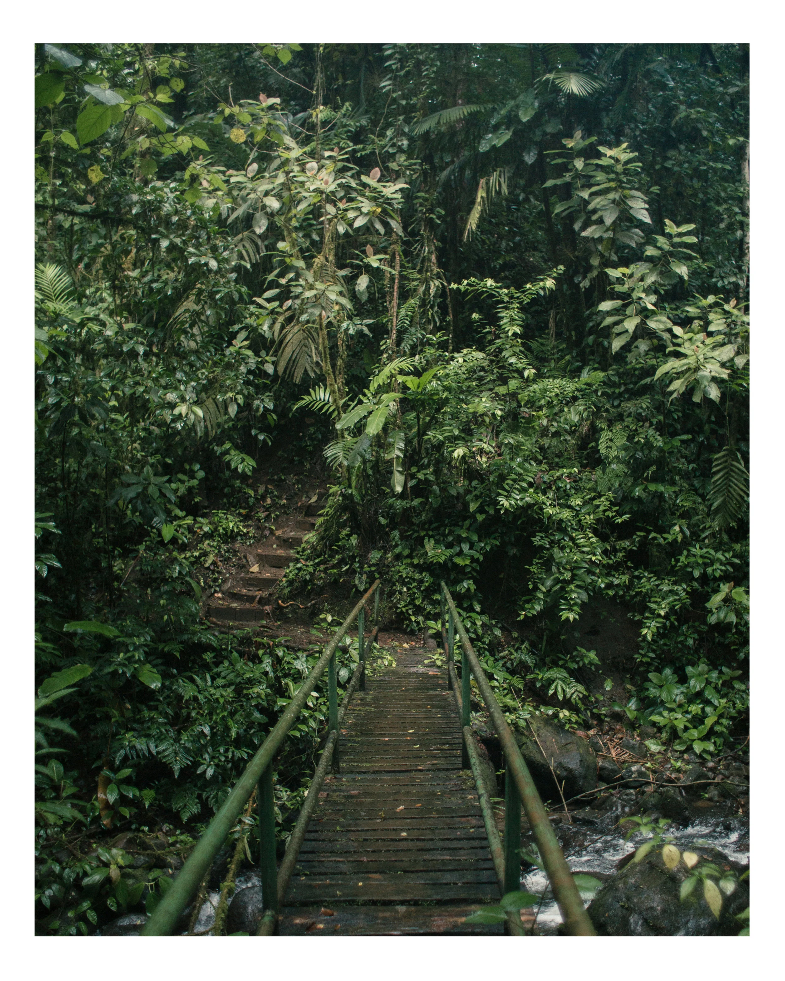 Trail in Monte verde