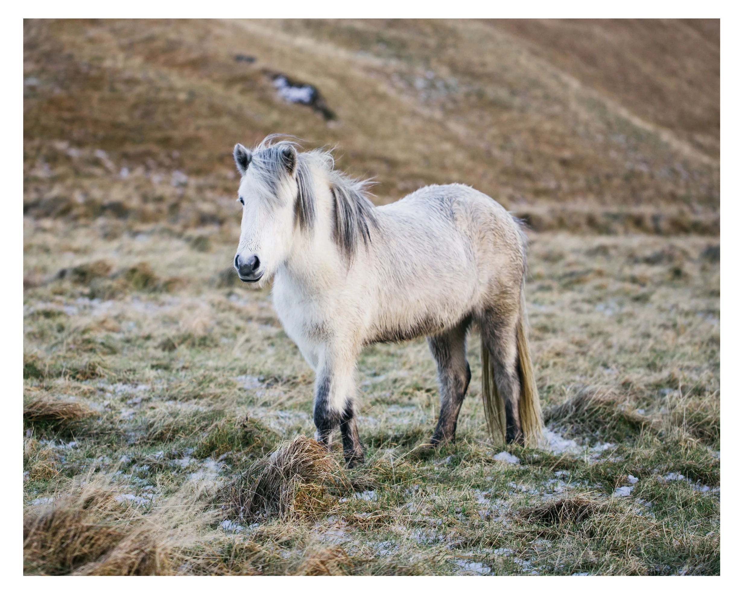 Icelandic Horses