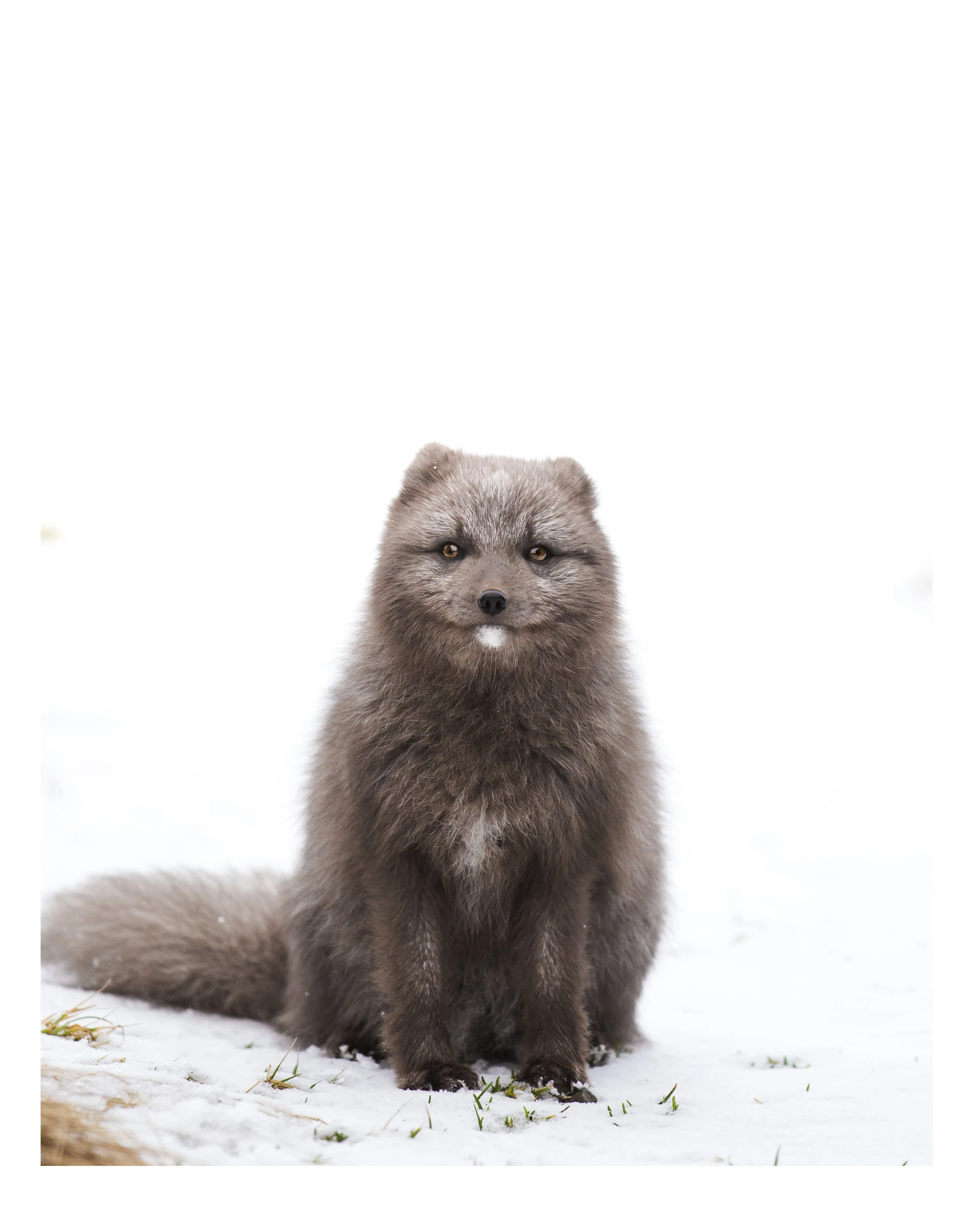 Arctic Fox
