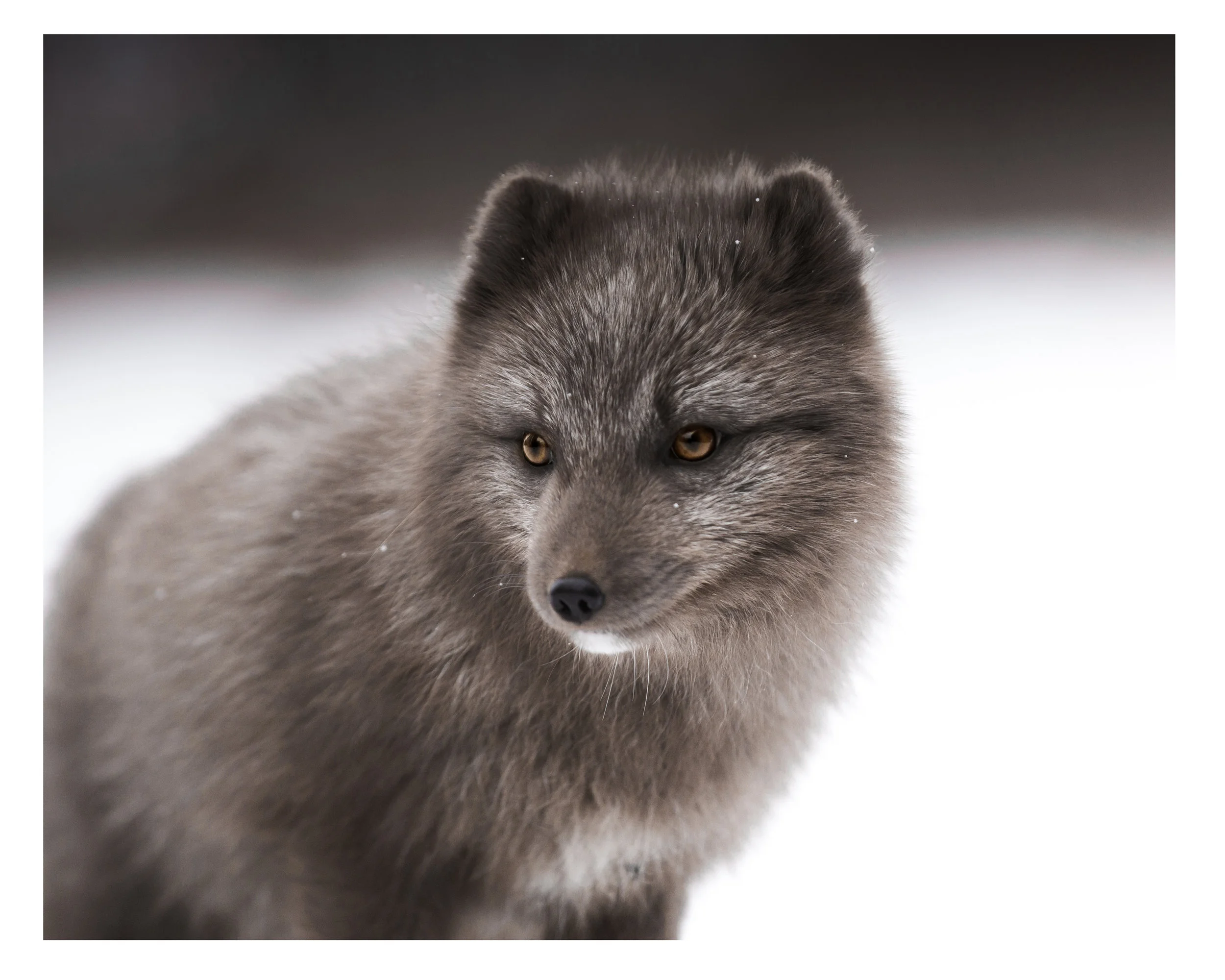 Arctic Fox #2