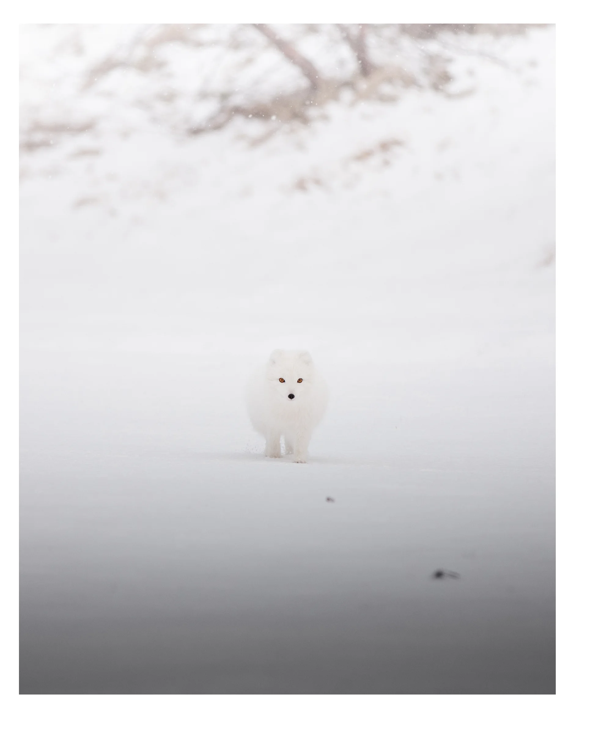 White Arctic Fox 