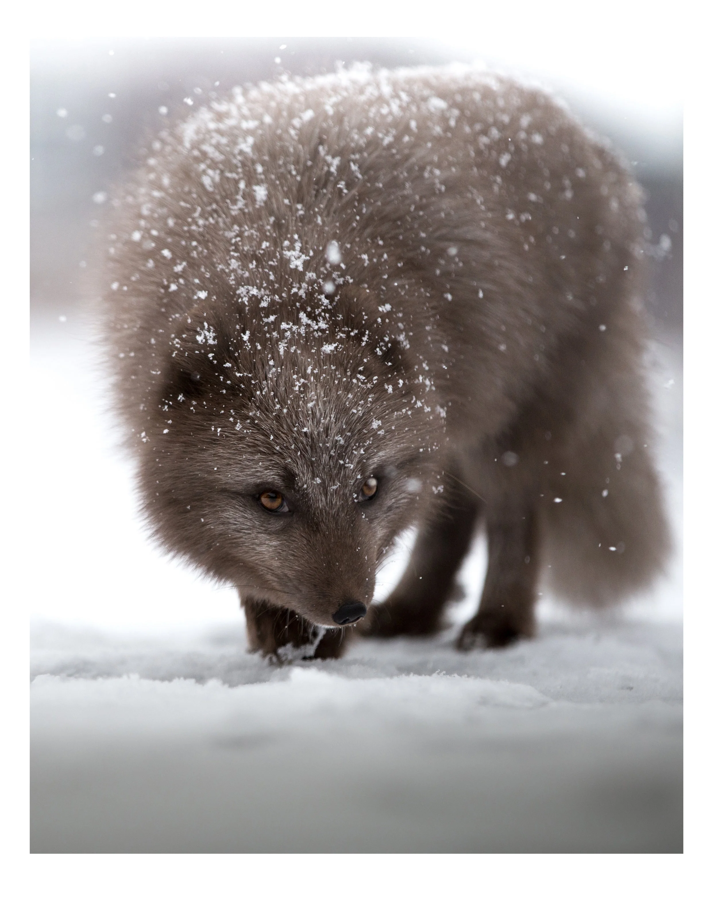 Fox in Snowfall