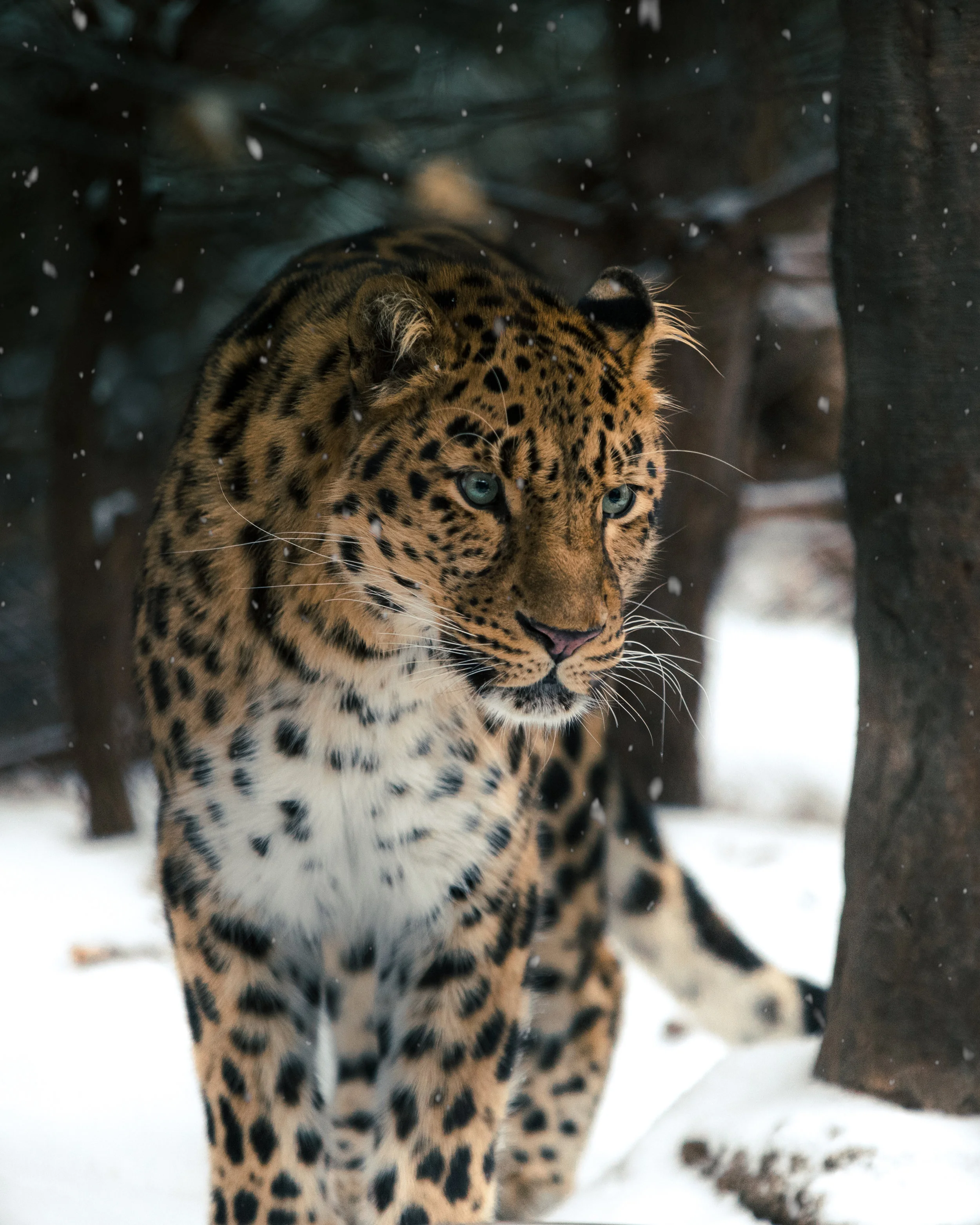 Jeremiah_Schuster_WINTERZOO-12.1.jpg