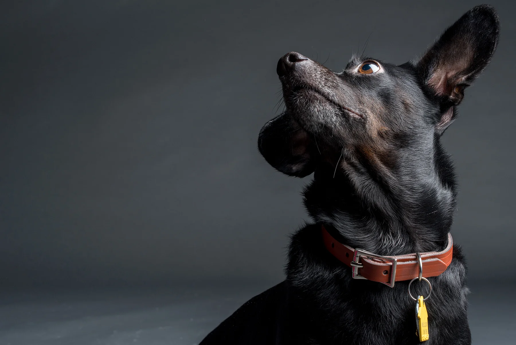 dog.3.jpg
