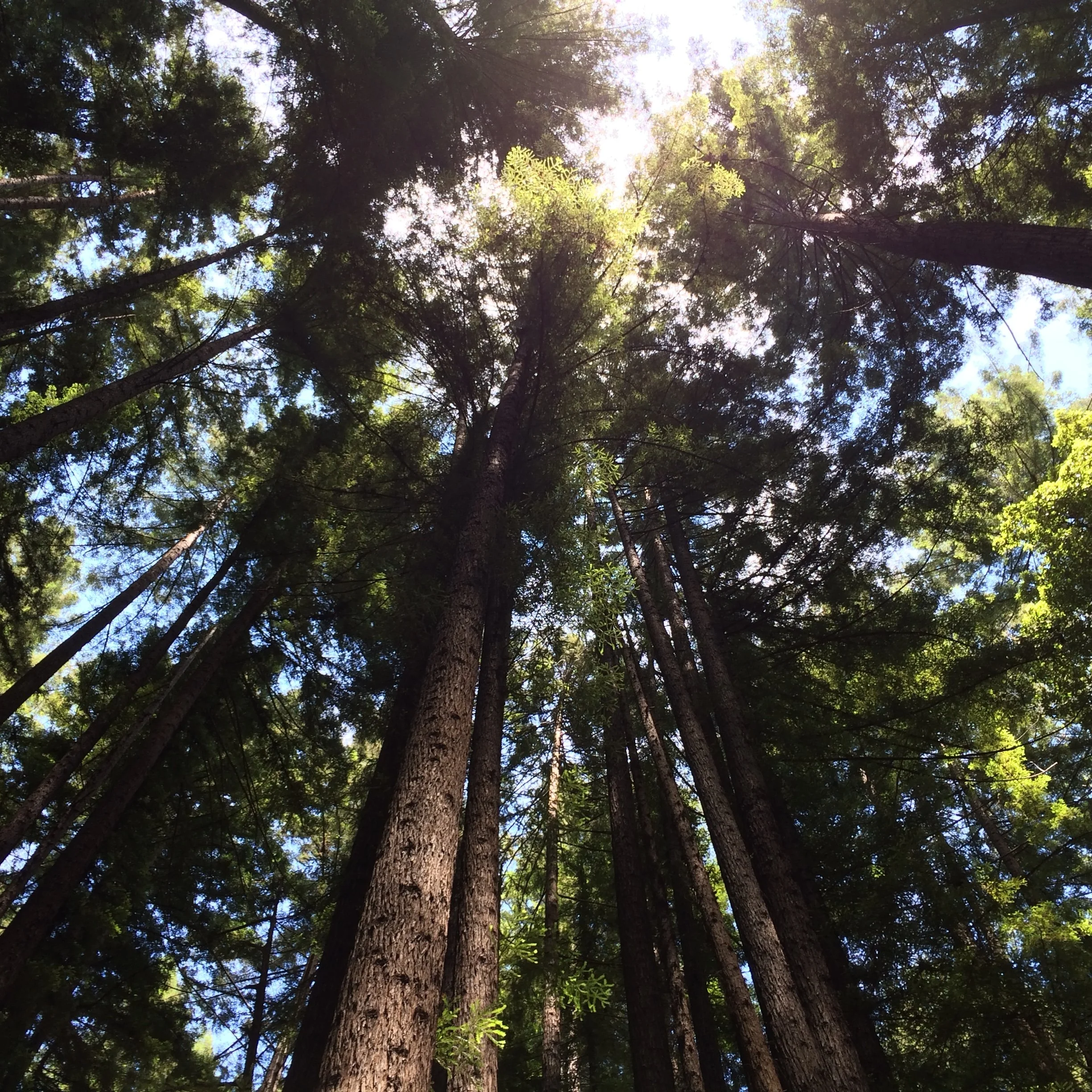 Photo by artist Jeffery Page of Redwood Forrest