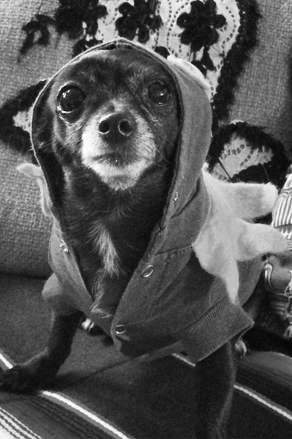 Blog #8 – Calm Energy &amp; The Ozark Howler