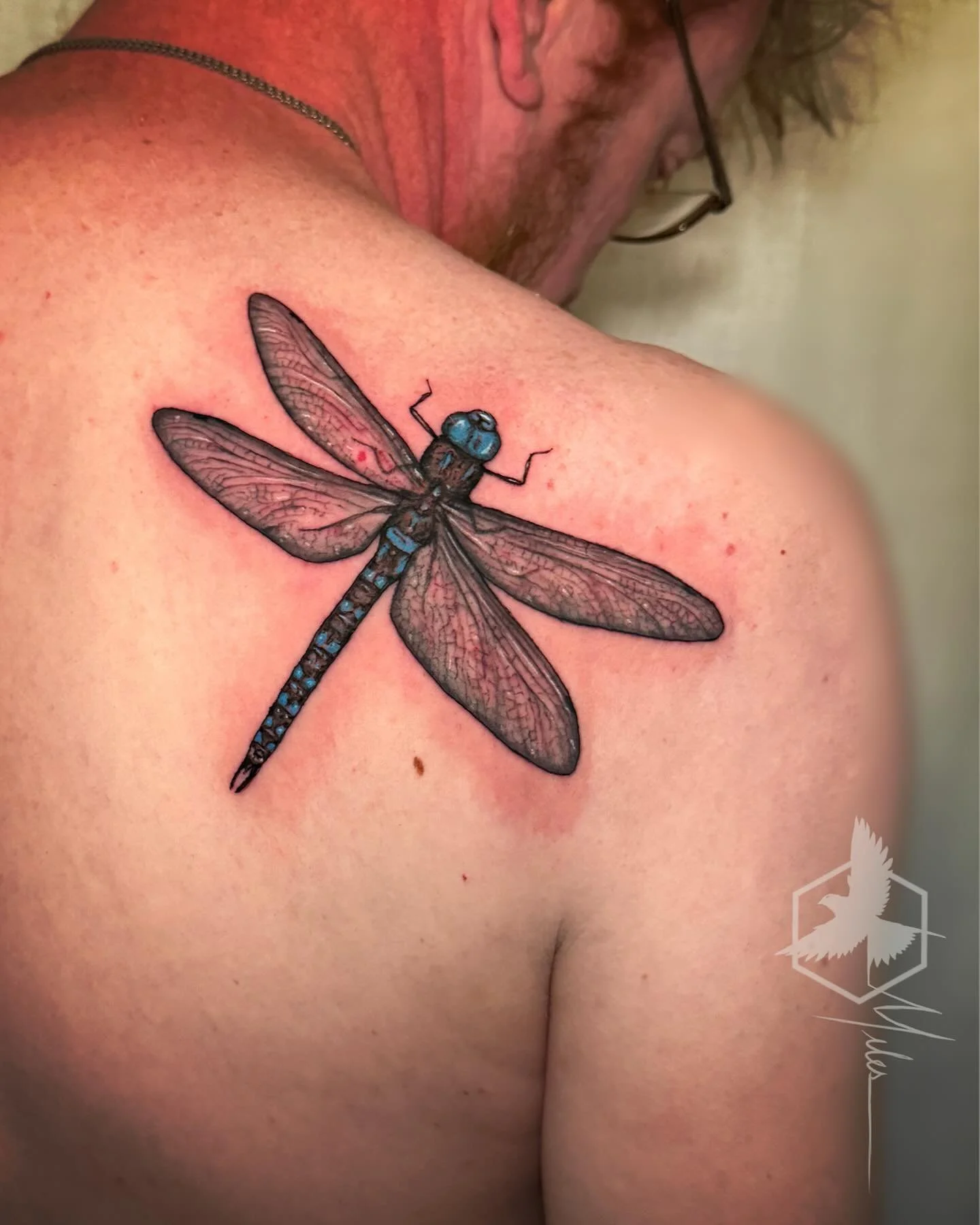 A blue-eyed darner dragonfly