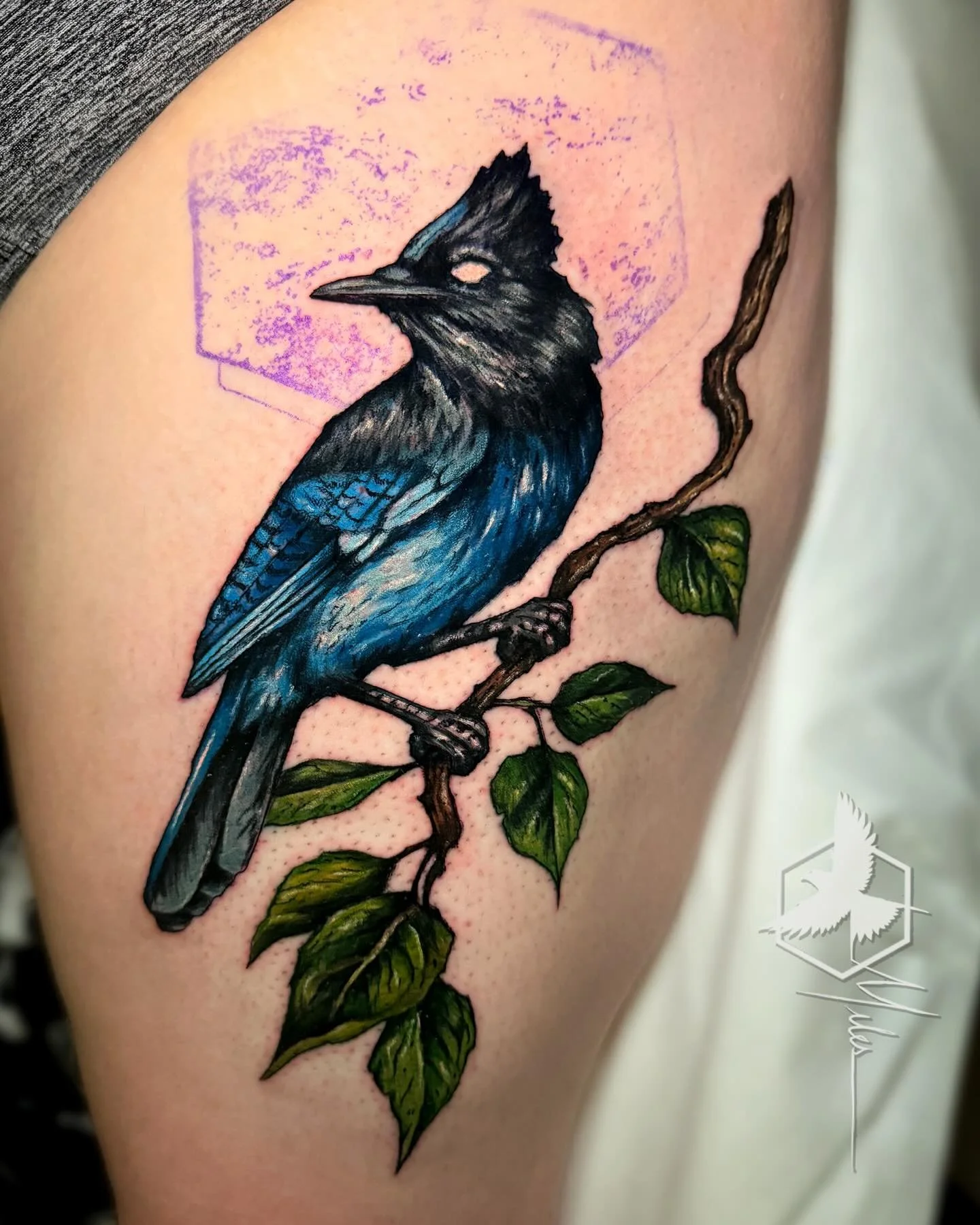 I really enjoyed tattooing this Steller&rsquo;s jay!  I always appreciate the chance to do any nature inspired tattoos,  especially when I get to bring in some color, but birds are some of my most favorite subjects to work on.  Thank you Kaysa!

#ste