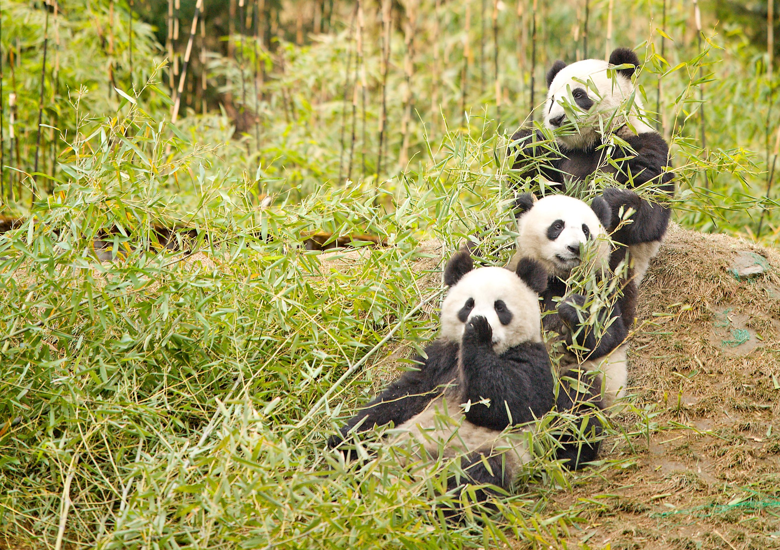 Giant_Pandas_having_a_snak.jpg