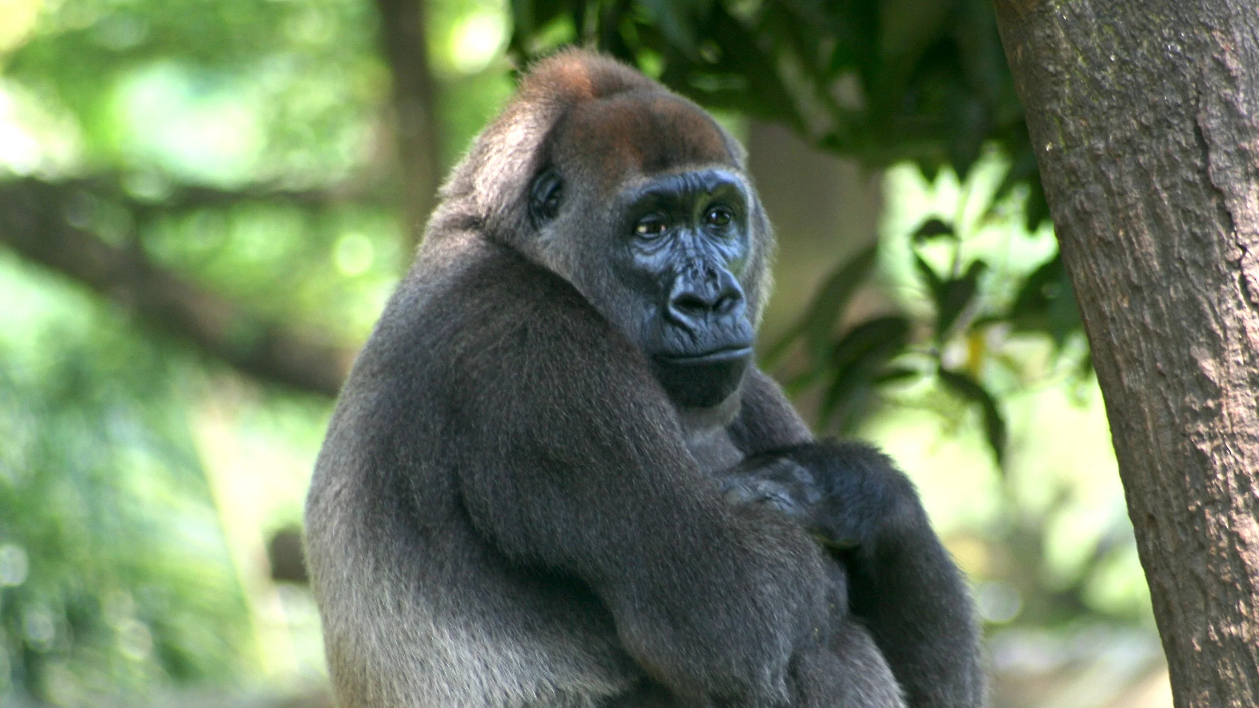 Cross-River-Gorilla-Gorilla-gorilla-diehli).jpg