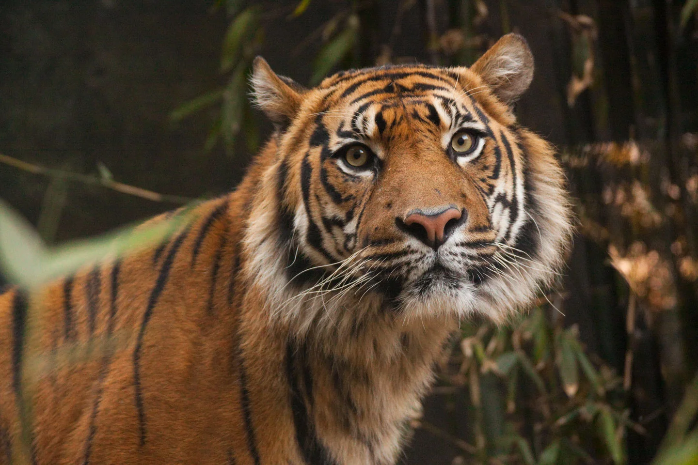 Sumatran-Tiger-at-Taronga-Zoo-NSW-Australia.jpg