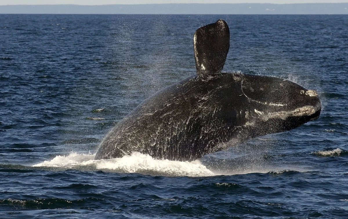 North-Atlantic-right-whales-1.jpeg