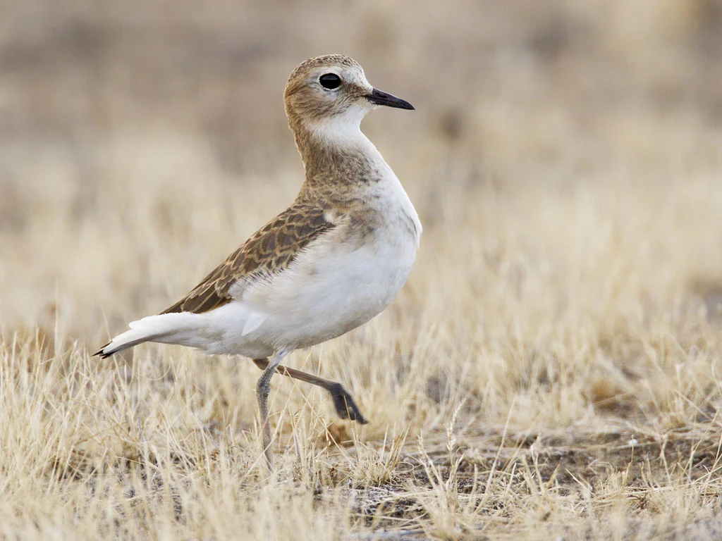 Mountain_Plover,_Charadrius_montanus.jpg