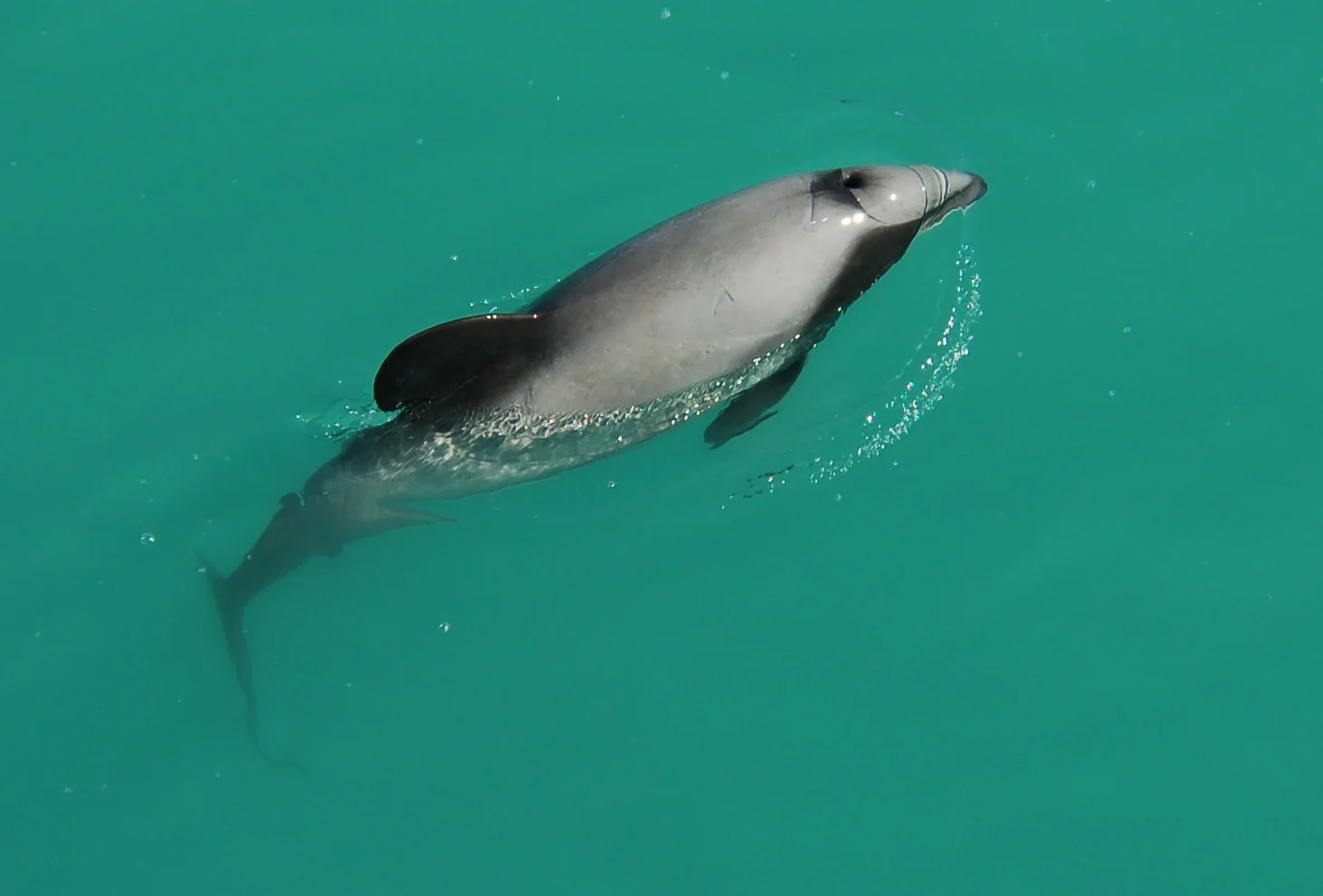 Hectors_Dolphin_near_Akaroa.jpg