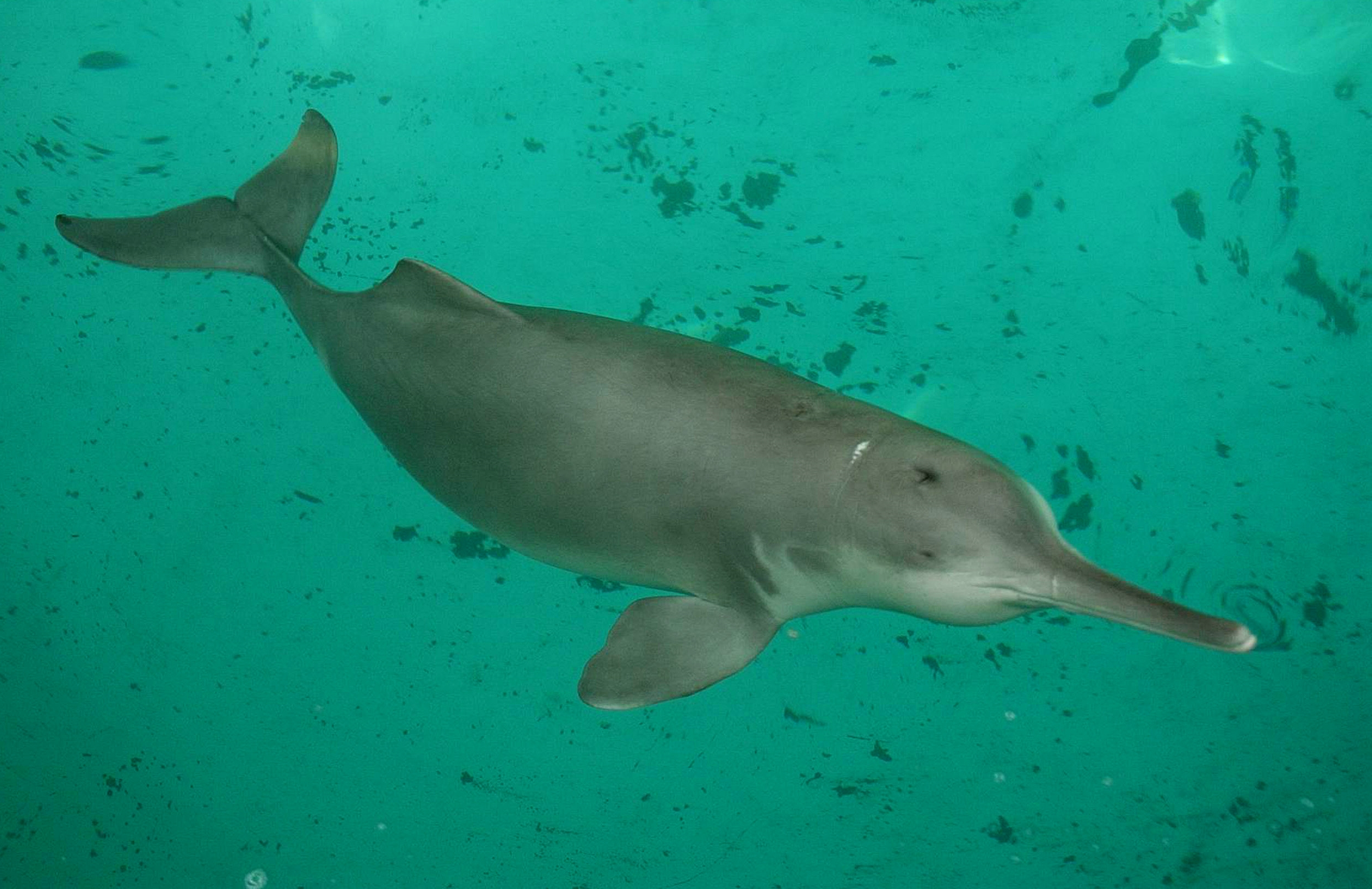 Ganges River Dolphin April Malmsteen