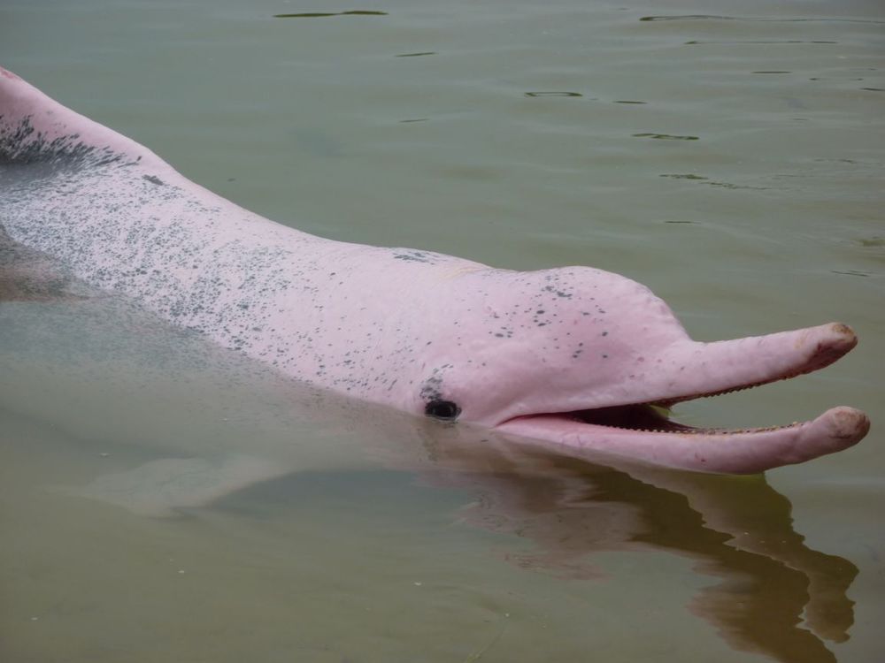 Amazon River Dolphin April Malmsteen