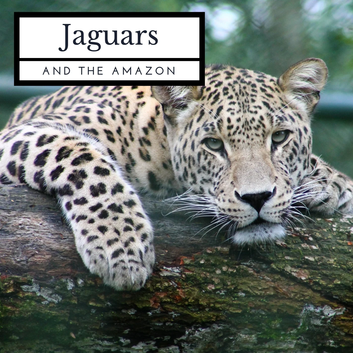 Jaguars and the Amazon