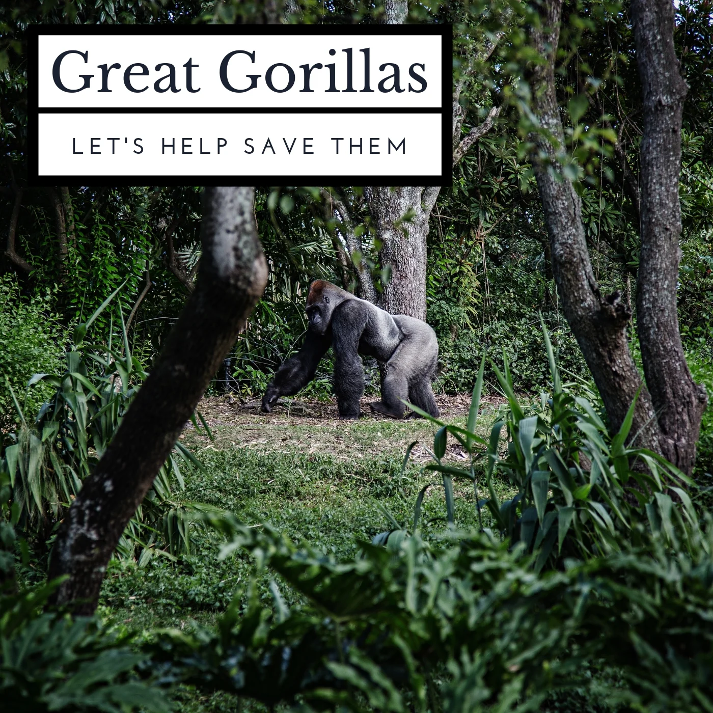 Great Gorillas: Let's Help Save Them