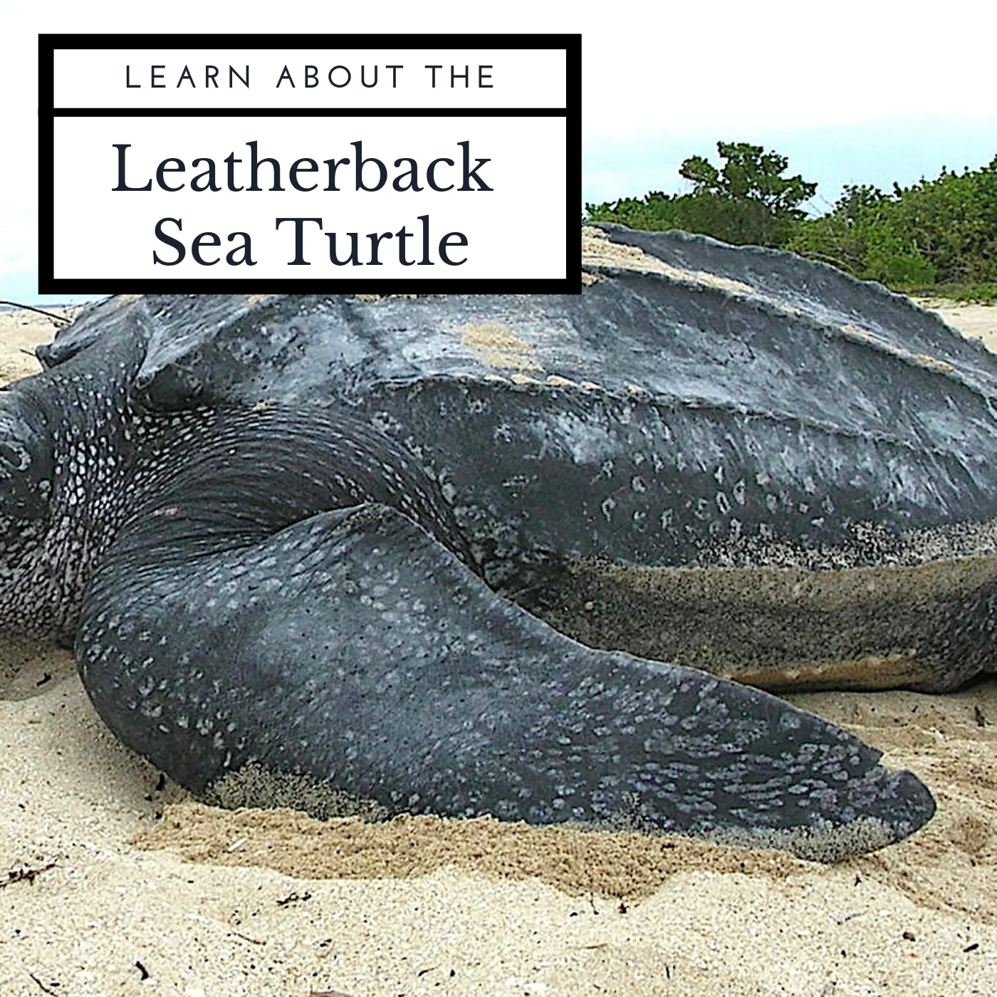 Learn About The Leatherback Sea Turtle April Malmsteen