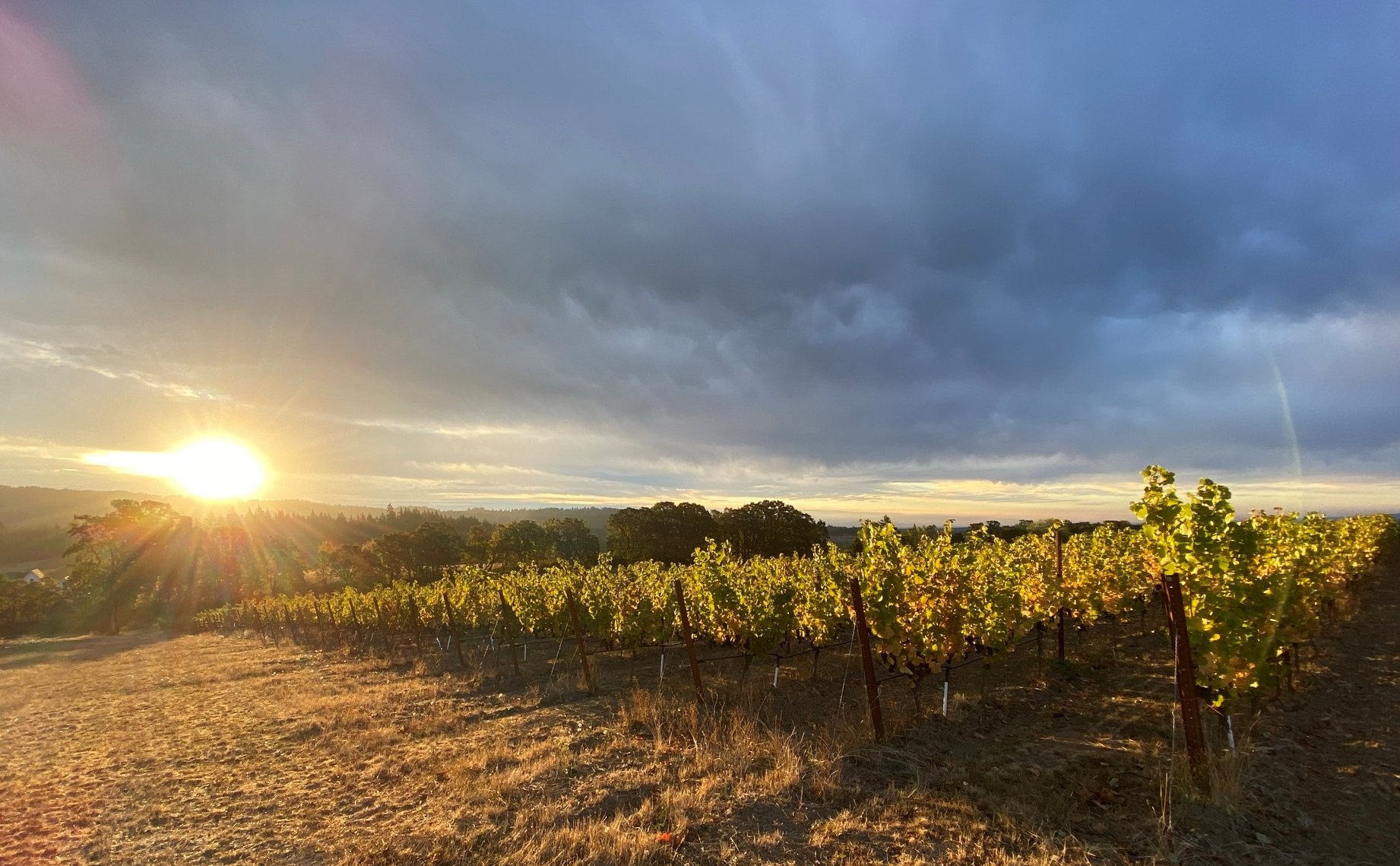  Single Vineyard Wines   Locally Sourced    Small Batch Ferments  