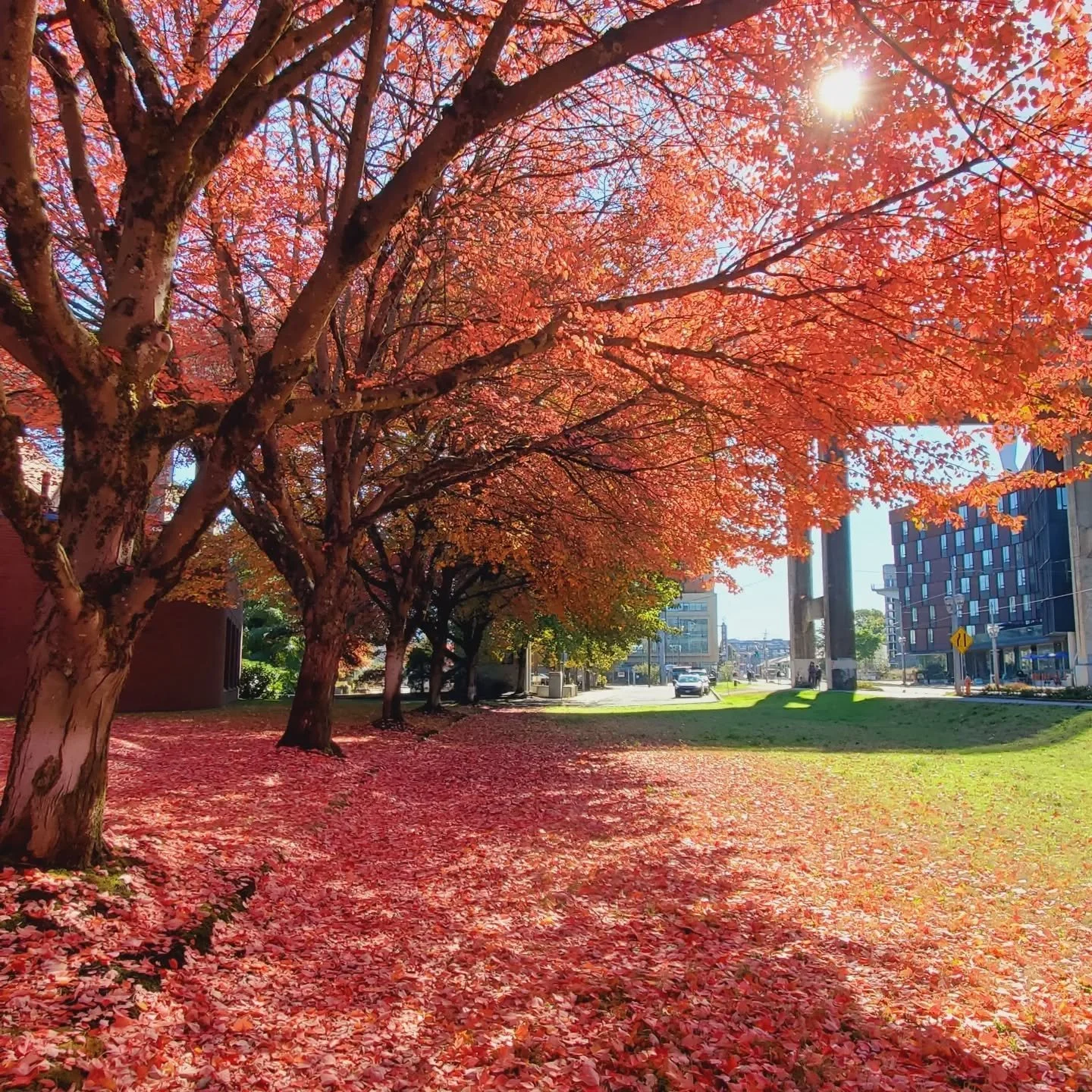 Fall vibes in PDX🍁🍂