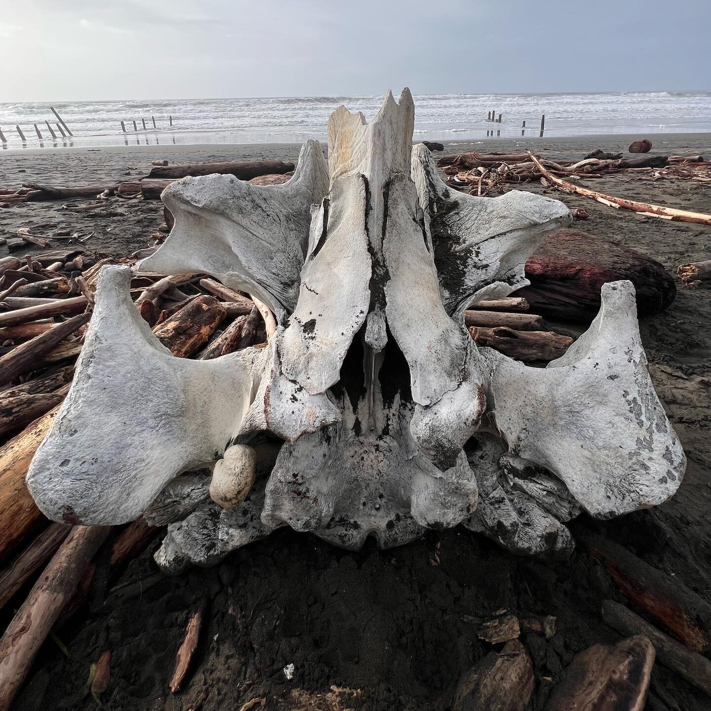 UPDATE! The bone has been identified as the brain case of a gray whale 🐋 

The Bay Area storm washed up what I believe is a whale&rsquo;s cervical vertebrae on the shore of Fort Funston, SF. Poignant representation of the power of nature. @sfchronic