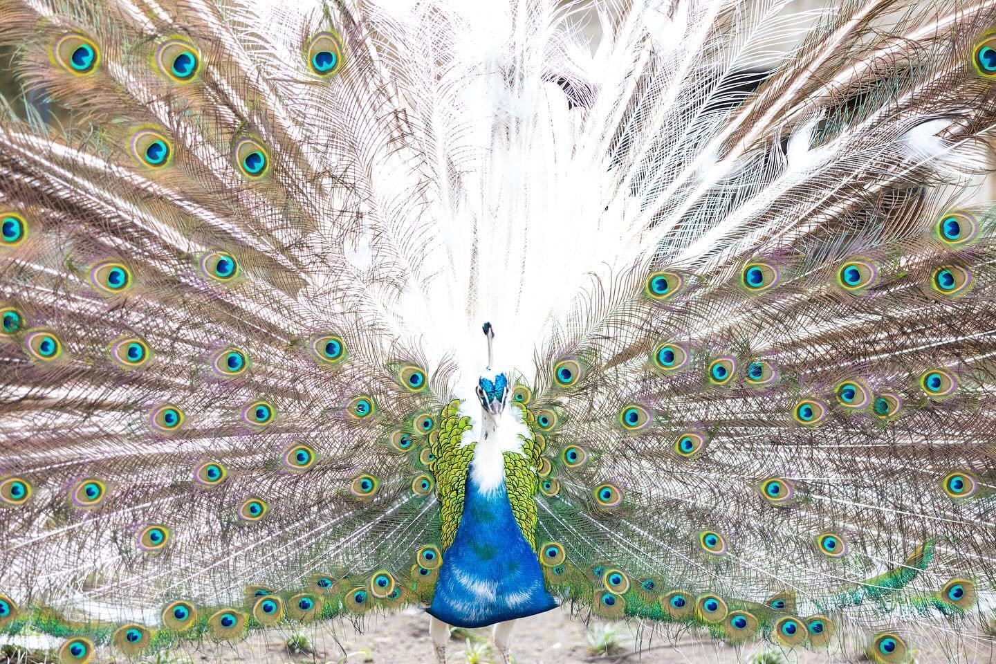 &ldquo;Be like a peacock and dance with all of your beauty.&rdquo;
-@debasishmridha1

#elketeichmannphotography #elketeichmannphoto #naturephotography #animalphotography #peacock #peacockfeathers #lisbon #photography