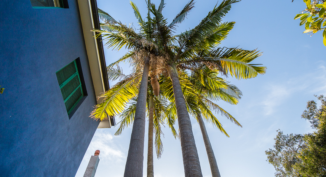 5_exterior_palms.jpg