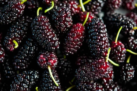 shaw_mulberries_6-10_post.jpg