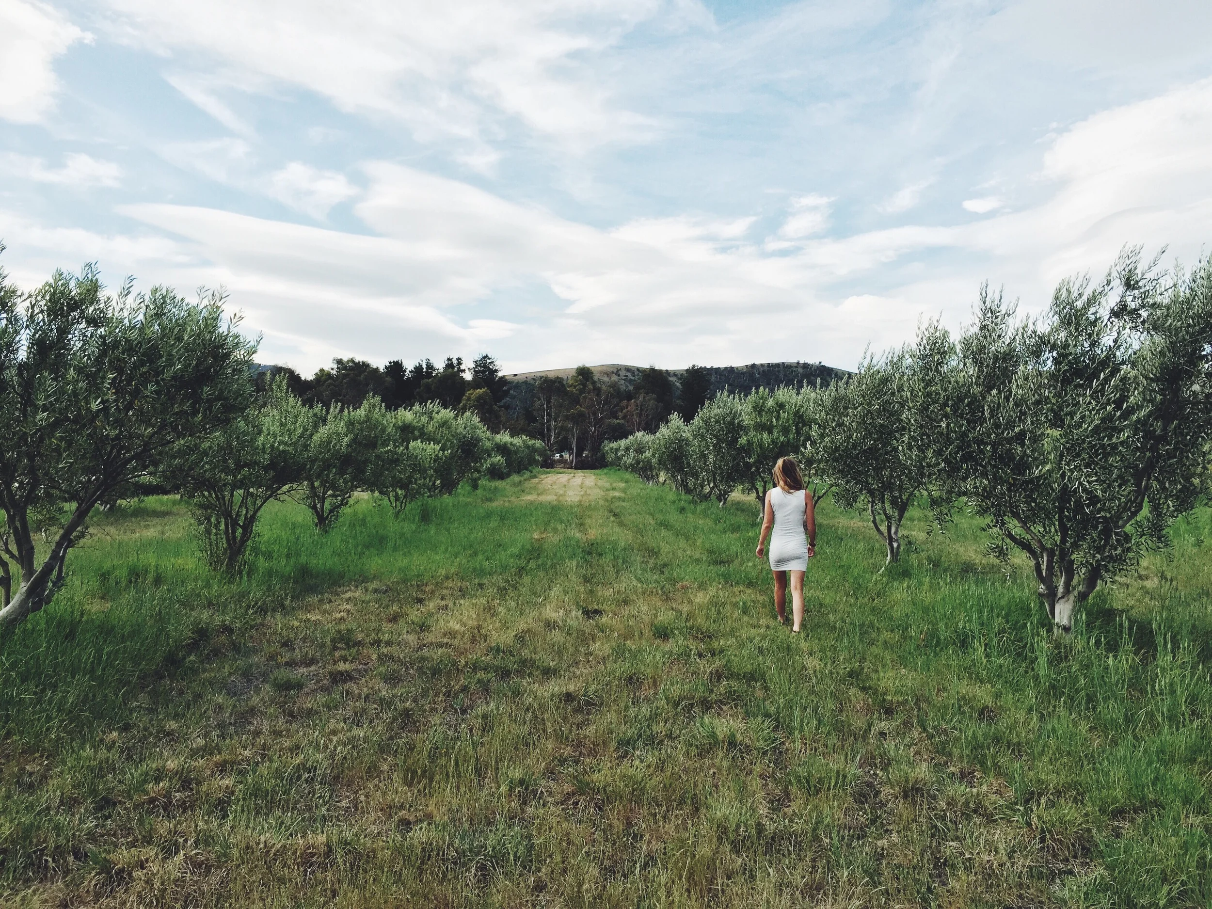 The Olive grove