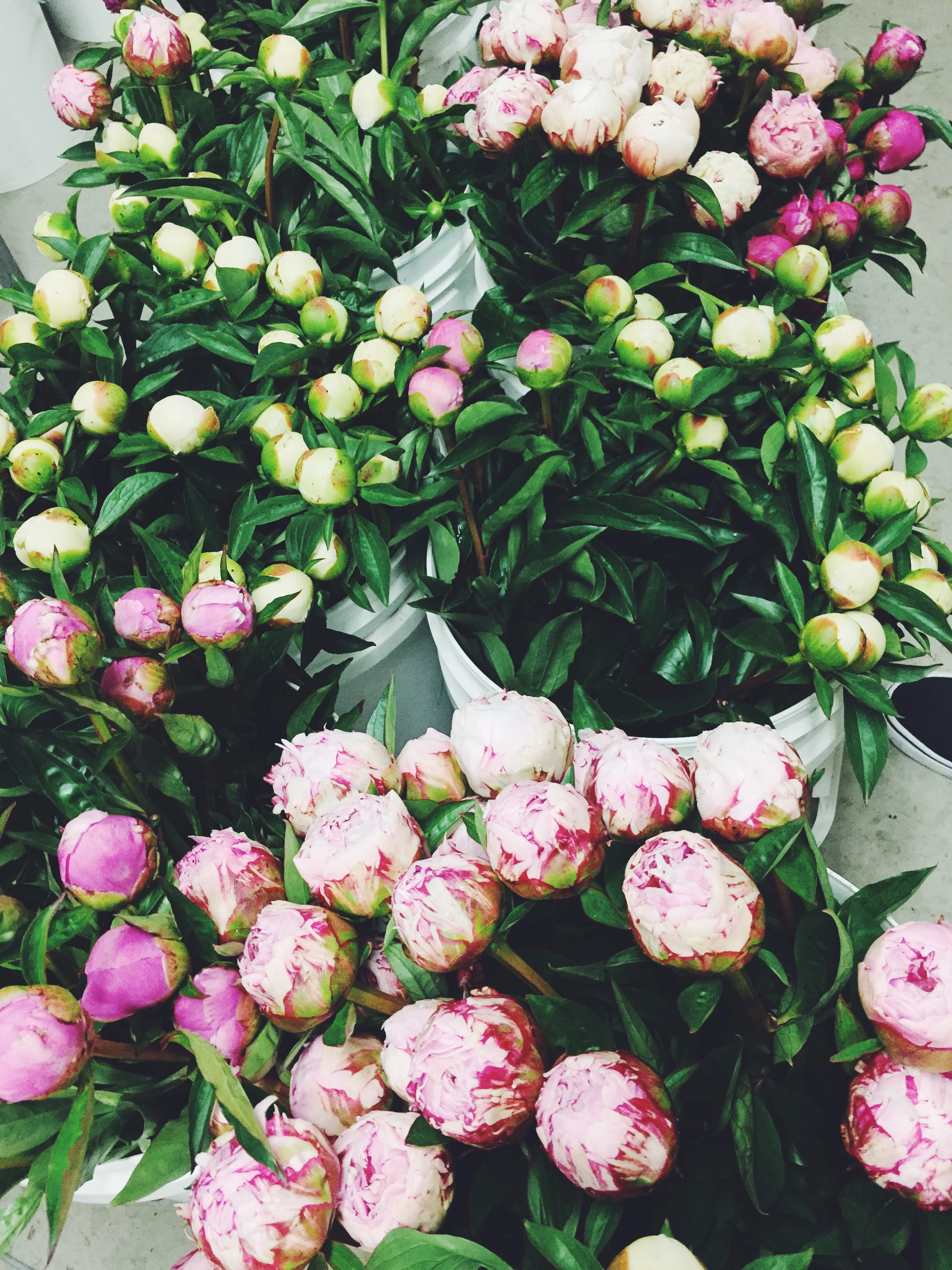 Fresh picked peonies in the chill room waiting to fill customer orders