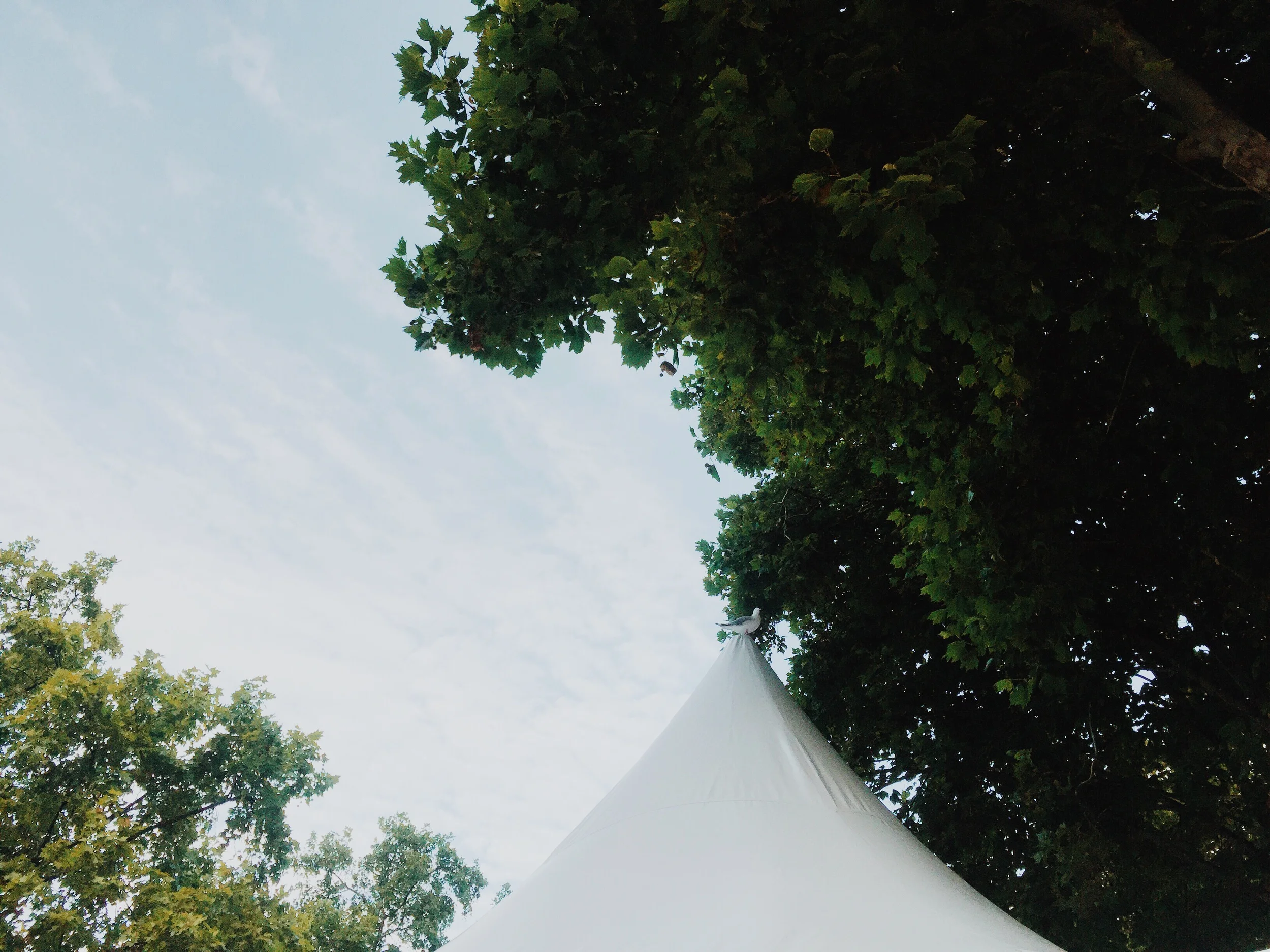 Seagull on a tent