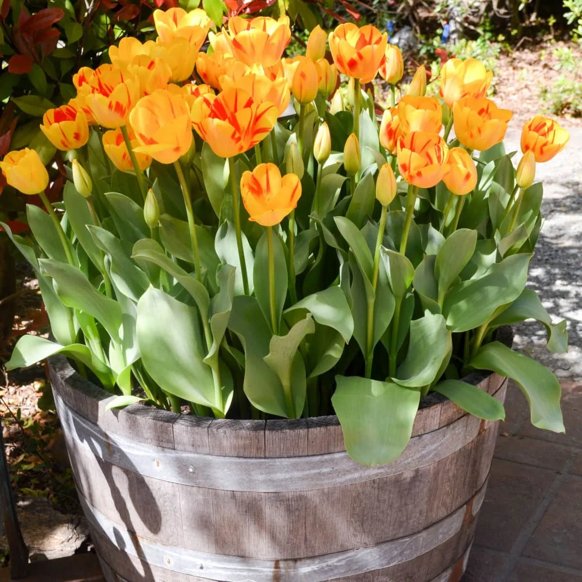 barrel-planters-feature.jpg