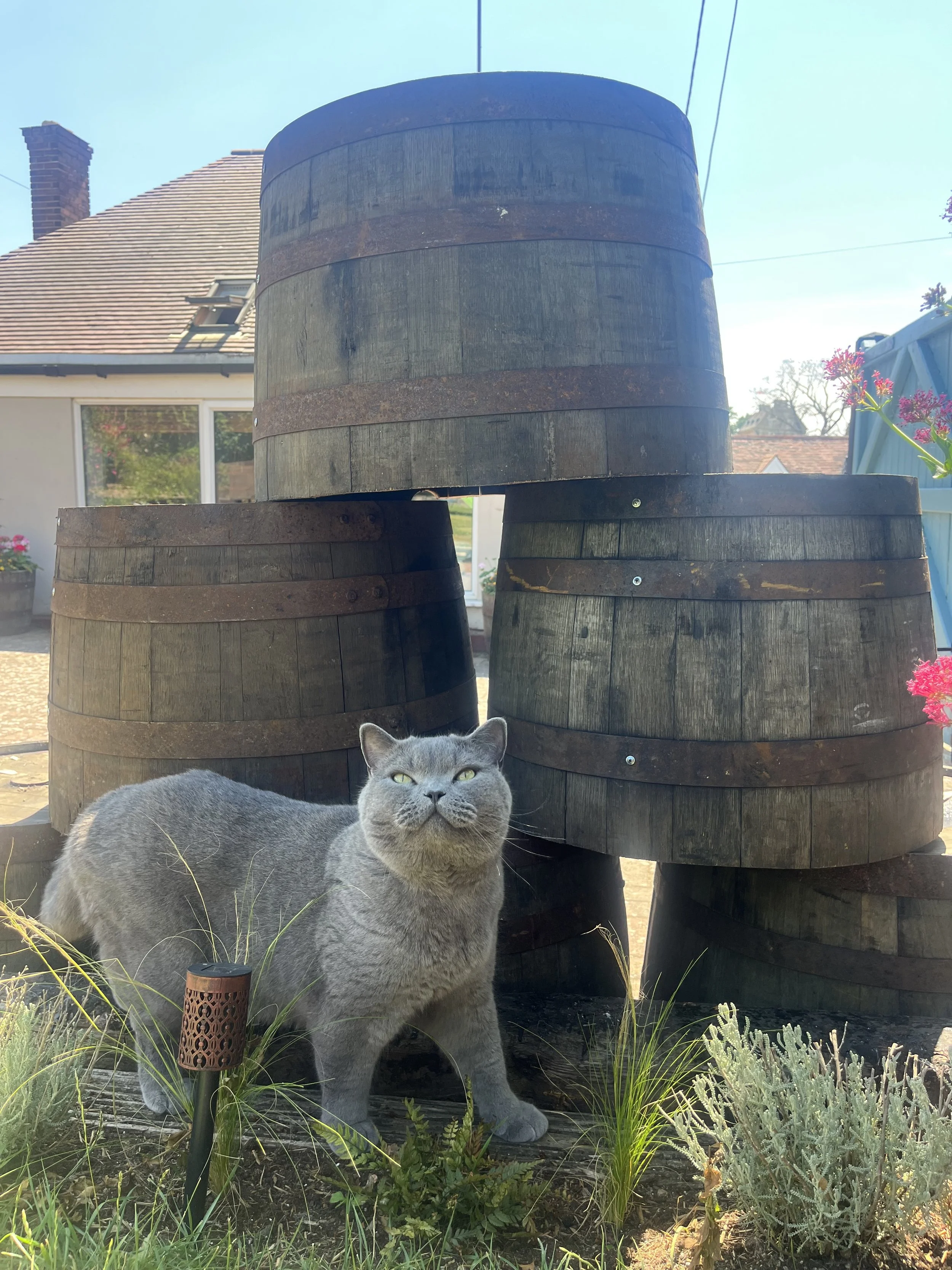 IMG_0034.jpeg