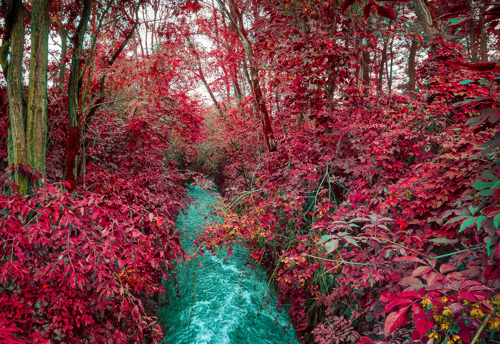 Lining the canal with extraordinary color. It's ok to improve upon nature at times, right?
