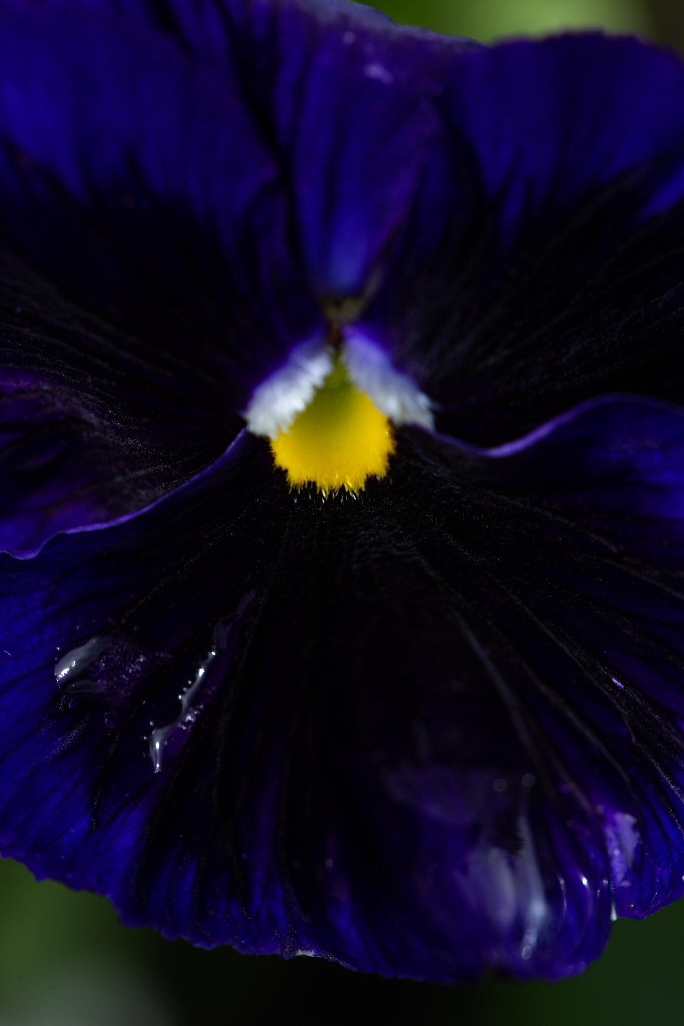 flowers-macro-007.jpg