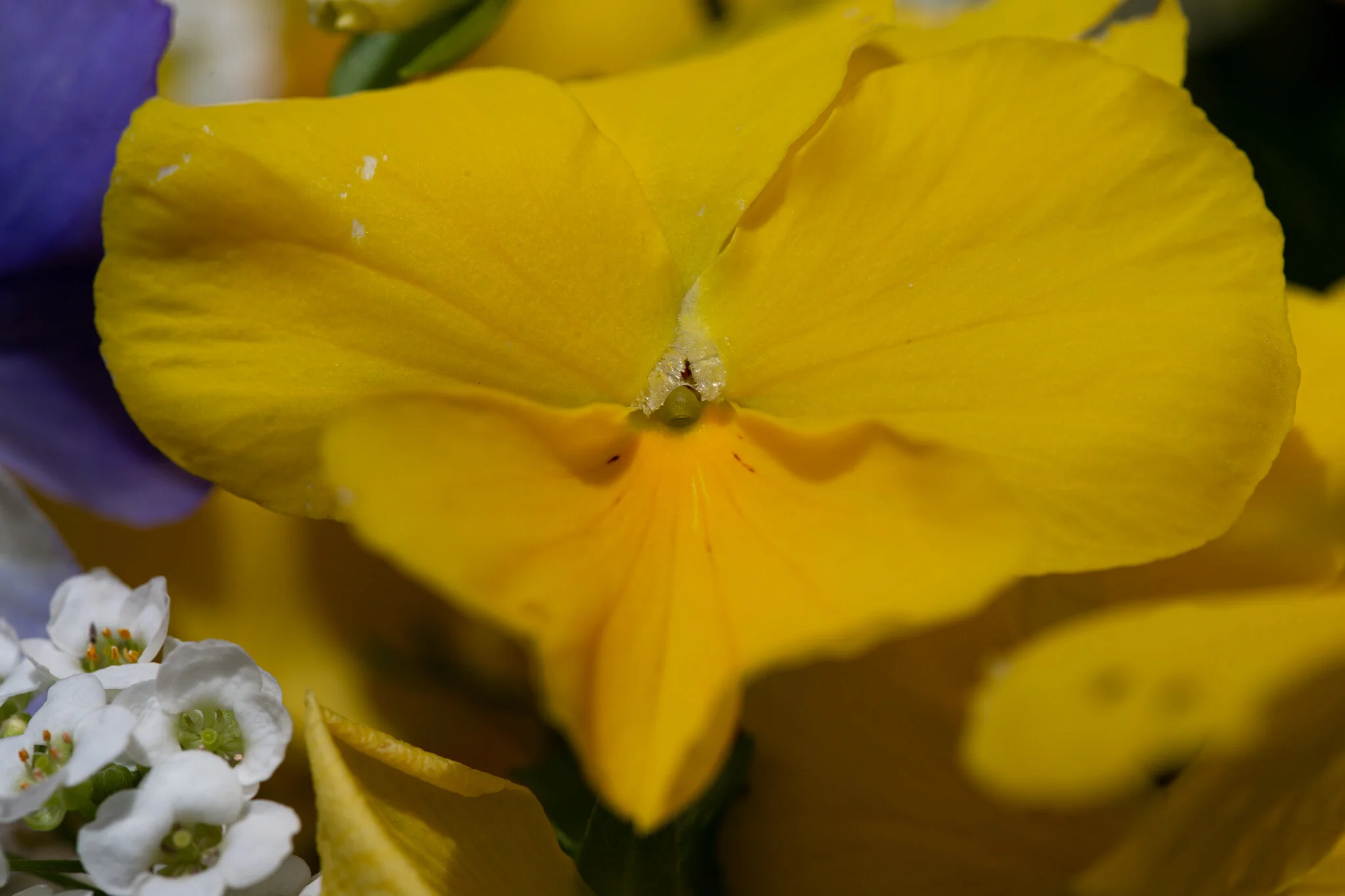 flowers-macro-063.jpg