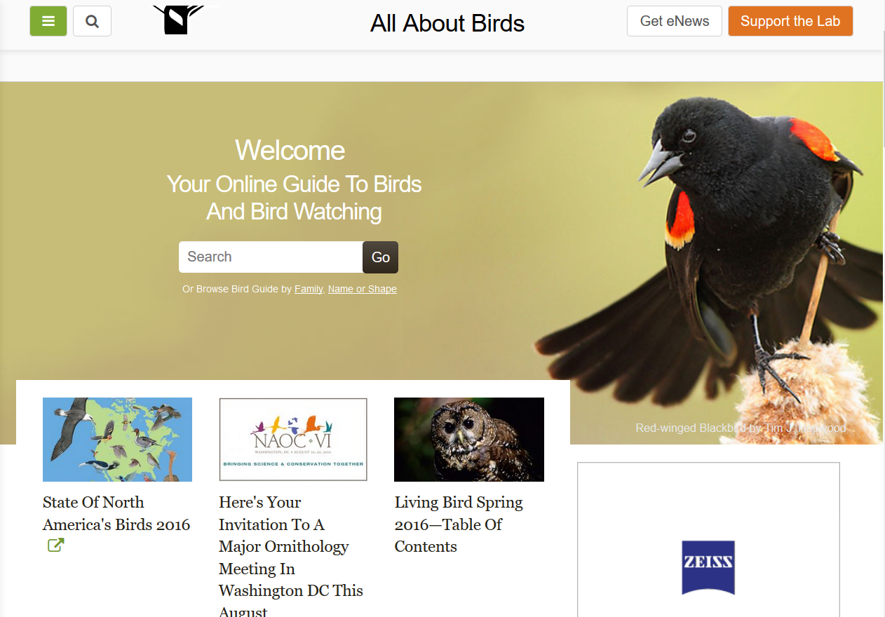 All About Birds