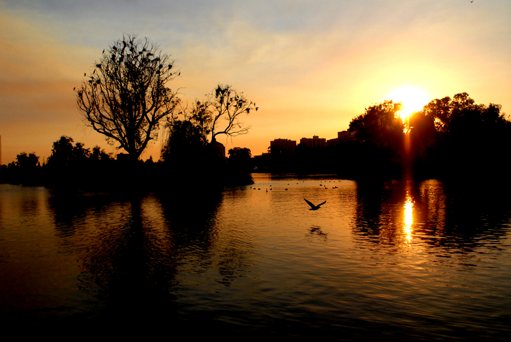 Lake Merritt Sunset. Oakland California 2013 © Kalman N. Muller