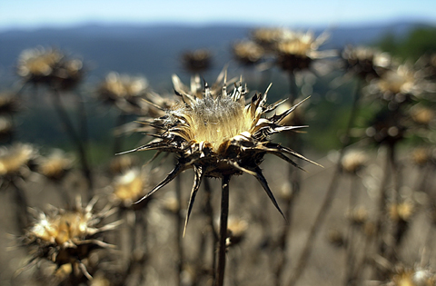 Dry California. Boonville California 2011 © Kalman N. Muller