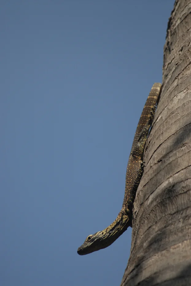 Juvenile Komodo Dragon. Komodo Island, Indonesia 2007 © Kalman N. Muller