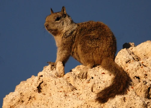 Squirrel Over Tufa. Mono Lake. California 2012 © Kalman N. Muller