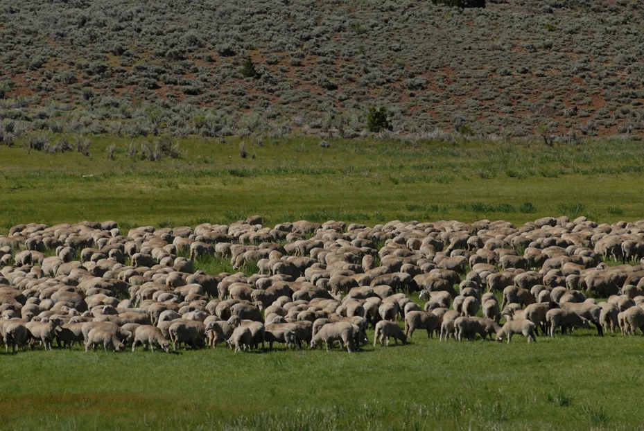 Grazing Sheep. Mono Lake California 2012 © Kalman N. Muller